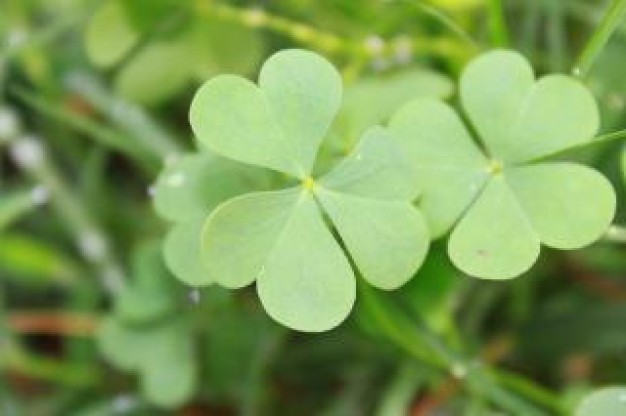 Social Media Campaign – Luck or Strategy