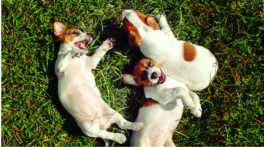 How Puppies Make Good Marketing Videos