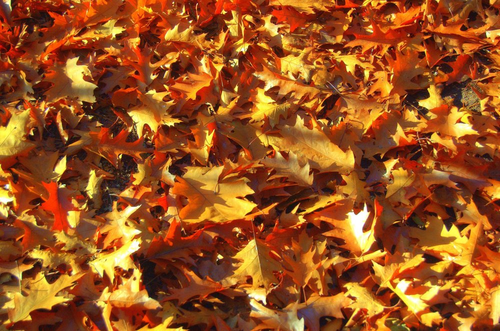 autumn leaves on the ground