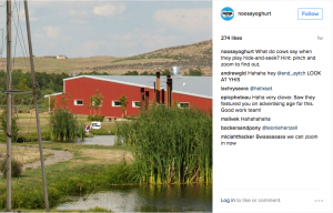 Instagram picture of farm and a cow